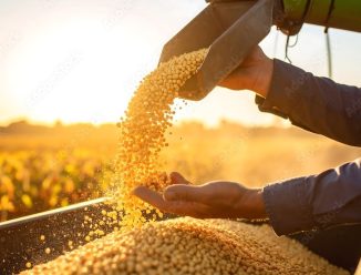 Grãos de soja sendo despejados durante colheita em lavoura, representando a valorização da soja no Brasil.