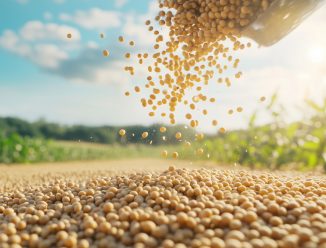 Grãos de soja sendo despejados no campo agrícola, representando a produção de soja e as perspectivas do agronegócio em 2026.