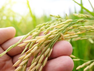 O cenário da safra de arroz 2025/2026